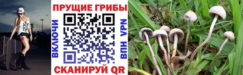 Купить закладки  Каменск-Уральский  Галлюциногенные грибы мицелий 